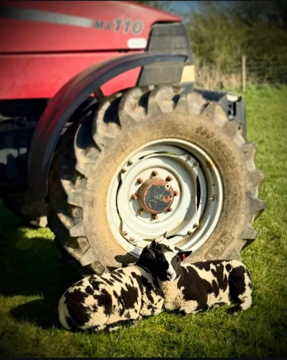 DUTCH spotted RAm - Image 3