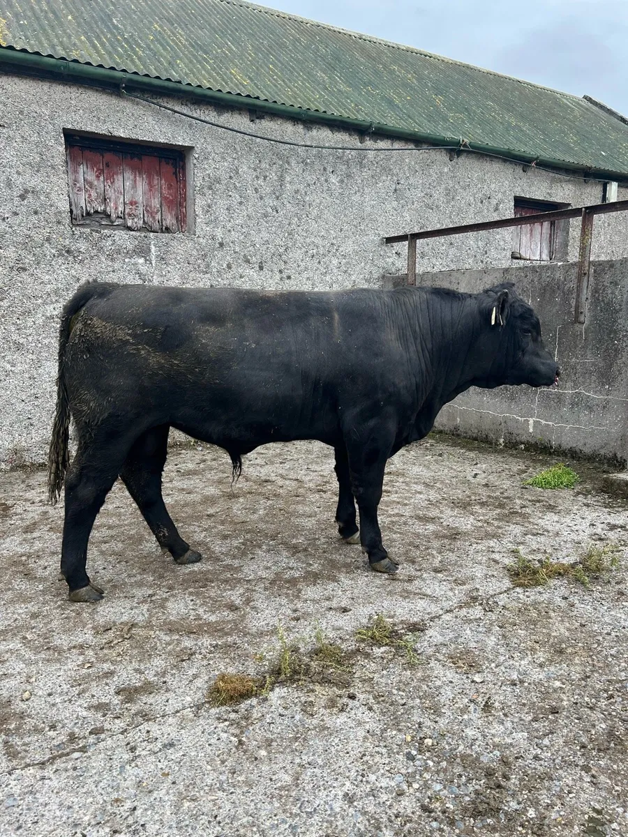 4⭐️Pbr Angus Bull (Sire from Gigginstown House) - Image 1