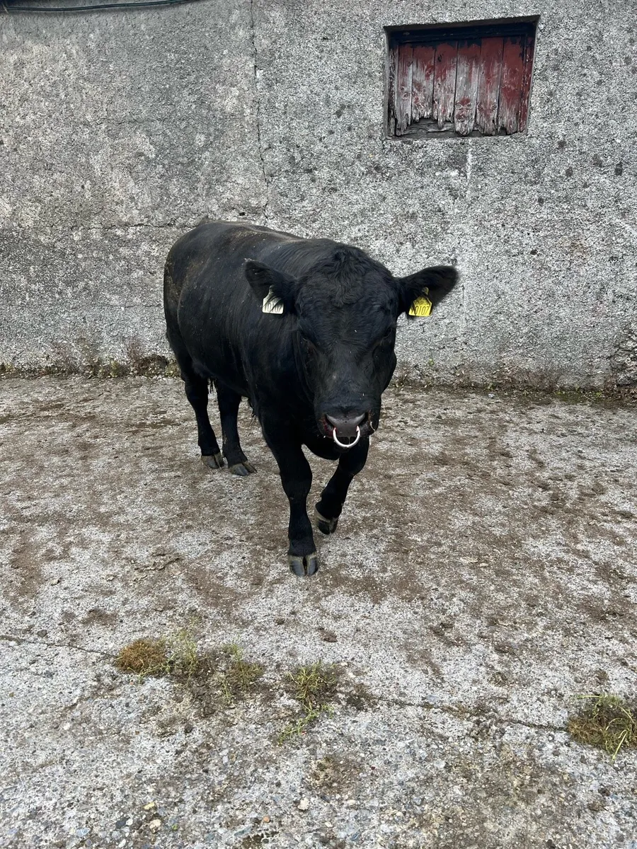 4⭐️Pbr Angus Bull (Sire from Gigginstown House) - Image 2