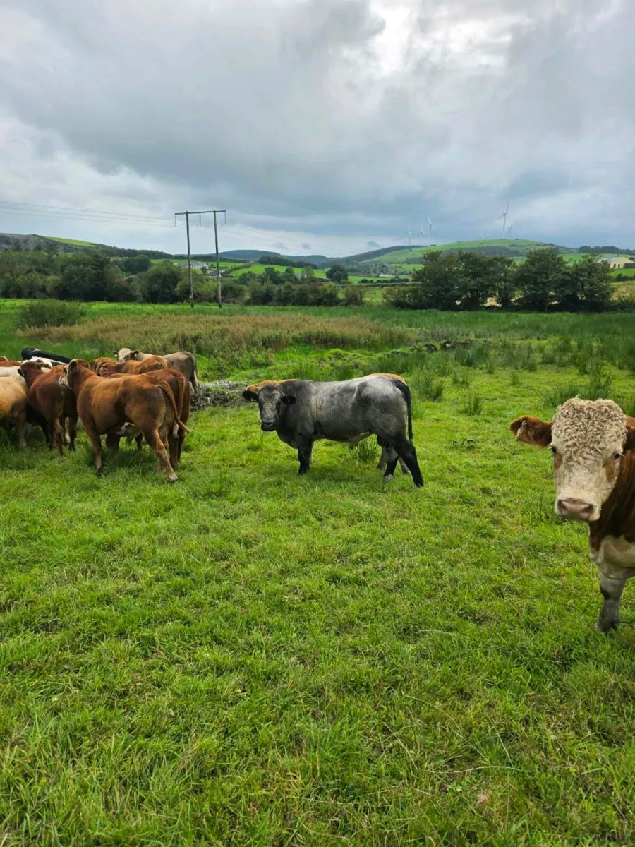 Feeding bulls - Image 1