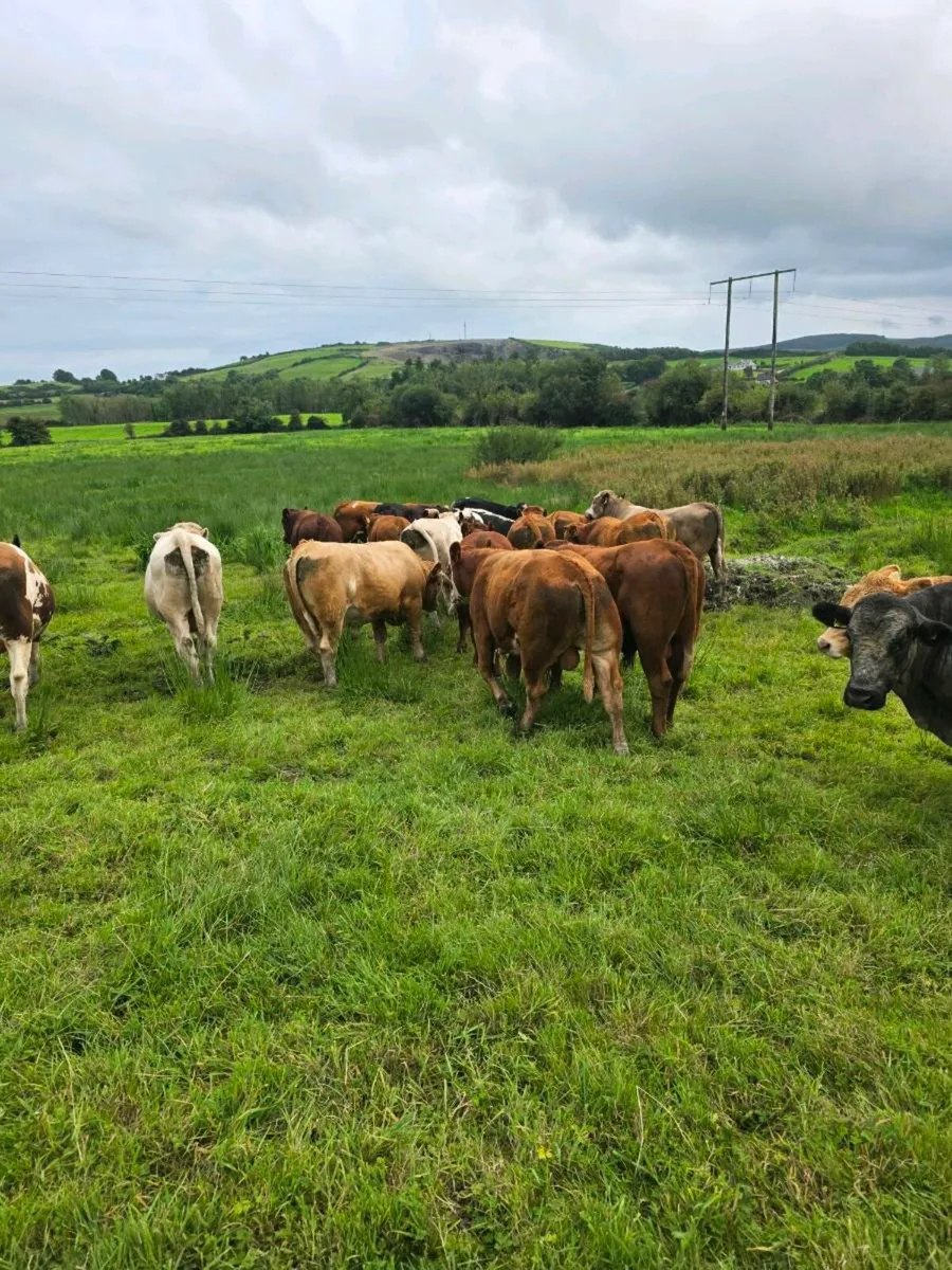 Feeding bulls - Image 2