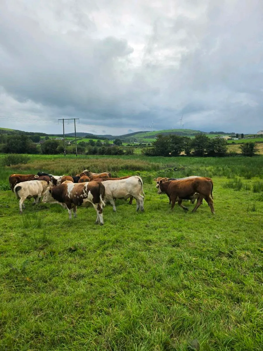 Feeding bulls - Image 3