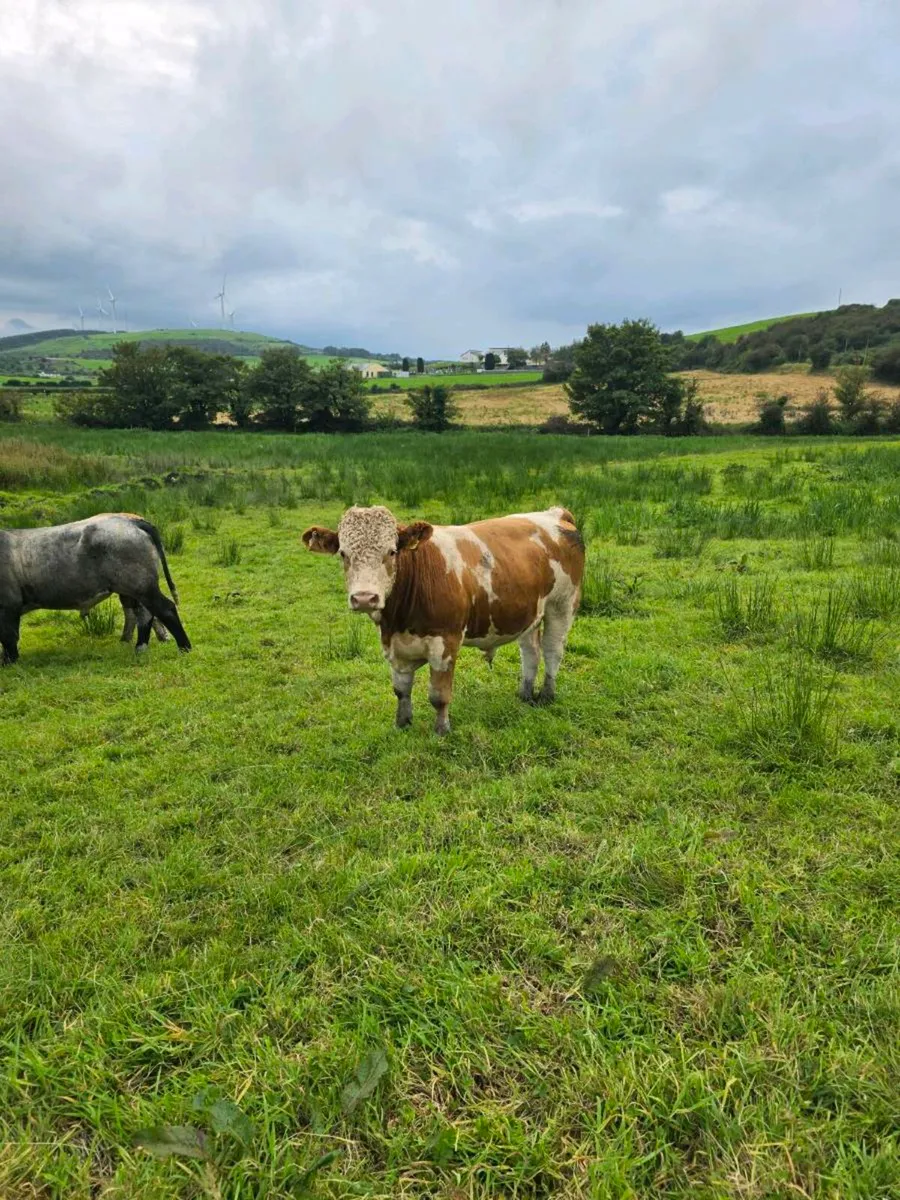 Feeding bulls - Image 4
