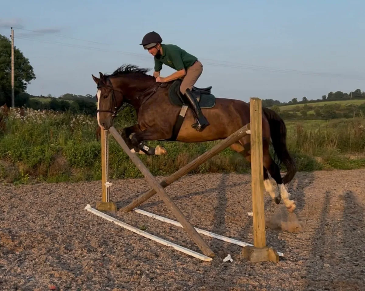 8yo 16.2hh Bay Irish Sport Horse Gelding - Image 3