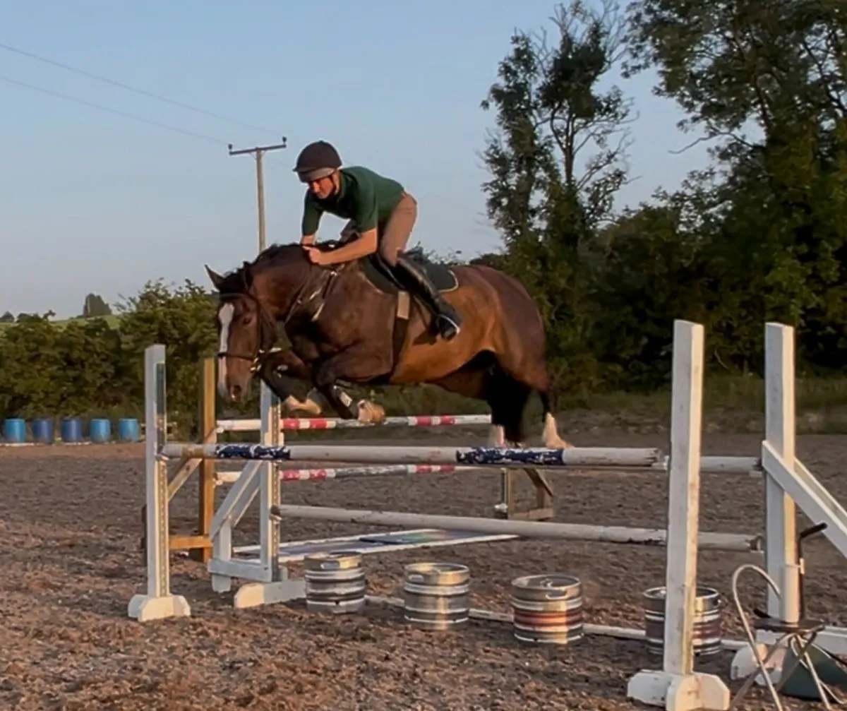 8yo 16.2hh Bay Irish Sport Horse Gelding - Image 4