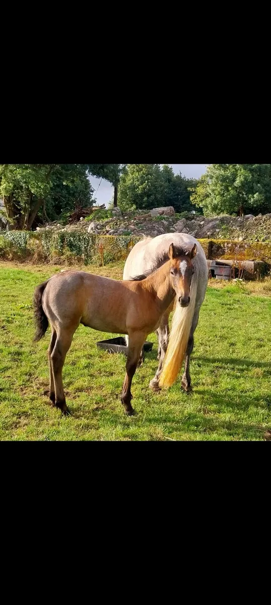 Connemara mares and foals - Image 1
