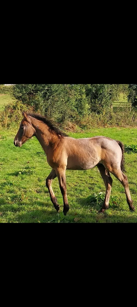 Connemara mares and foals - Image 2