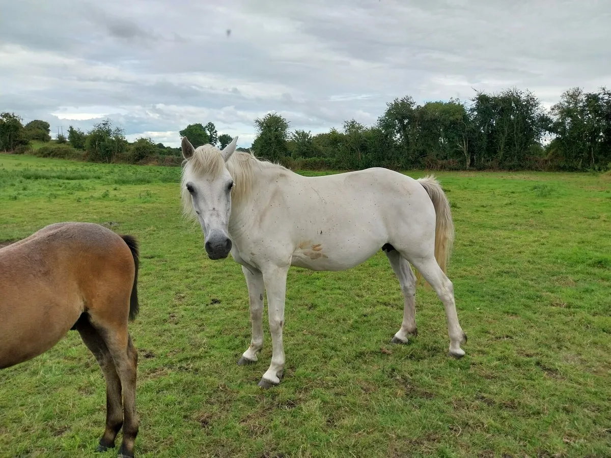 Connemara mares and foals - Image 3