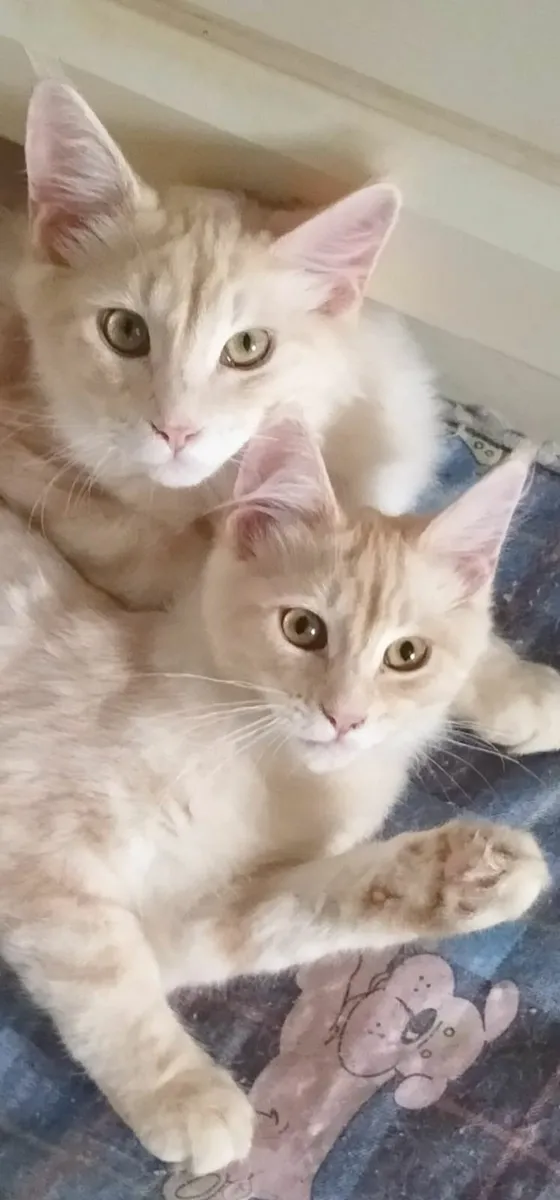 PB Maine Coon Kittens avaliable - Image 1