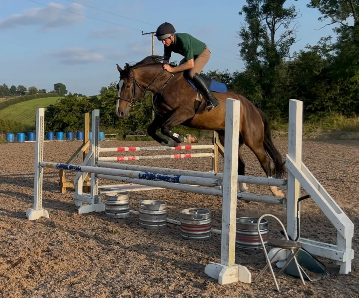 8yo 16.2hh Bay Irish Sport Horse Gelding - Image 1