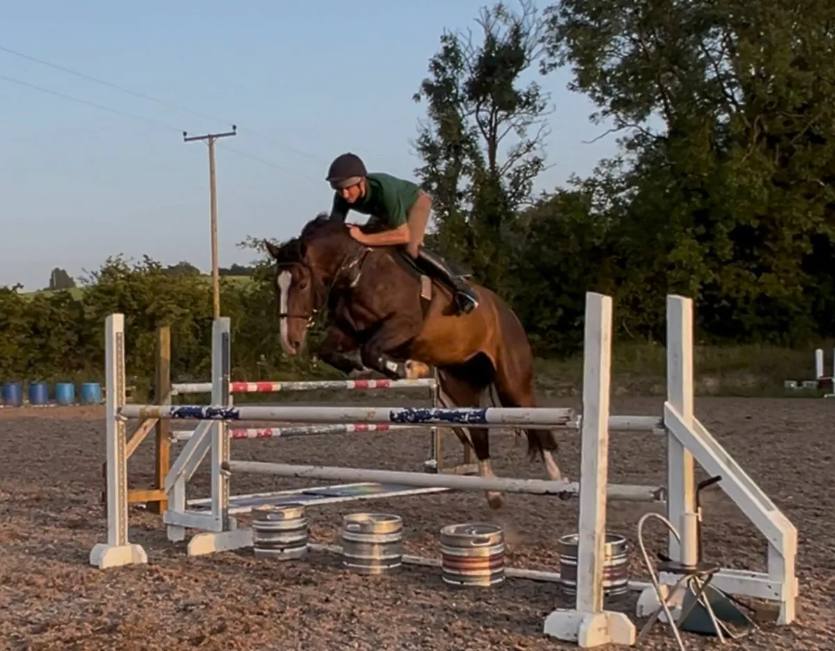 8yo 16.2hh Bay Irish Sport Horse Gelding - Image 2