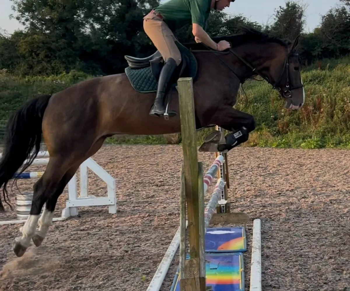 8yo 16.2hh Dark Bay Irish Sport Horse Gelding - Image 4
