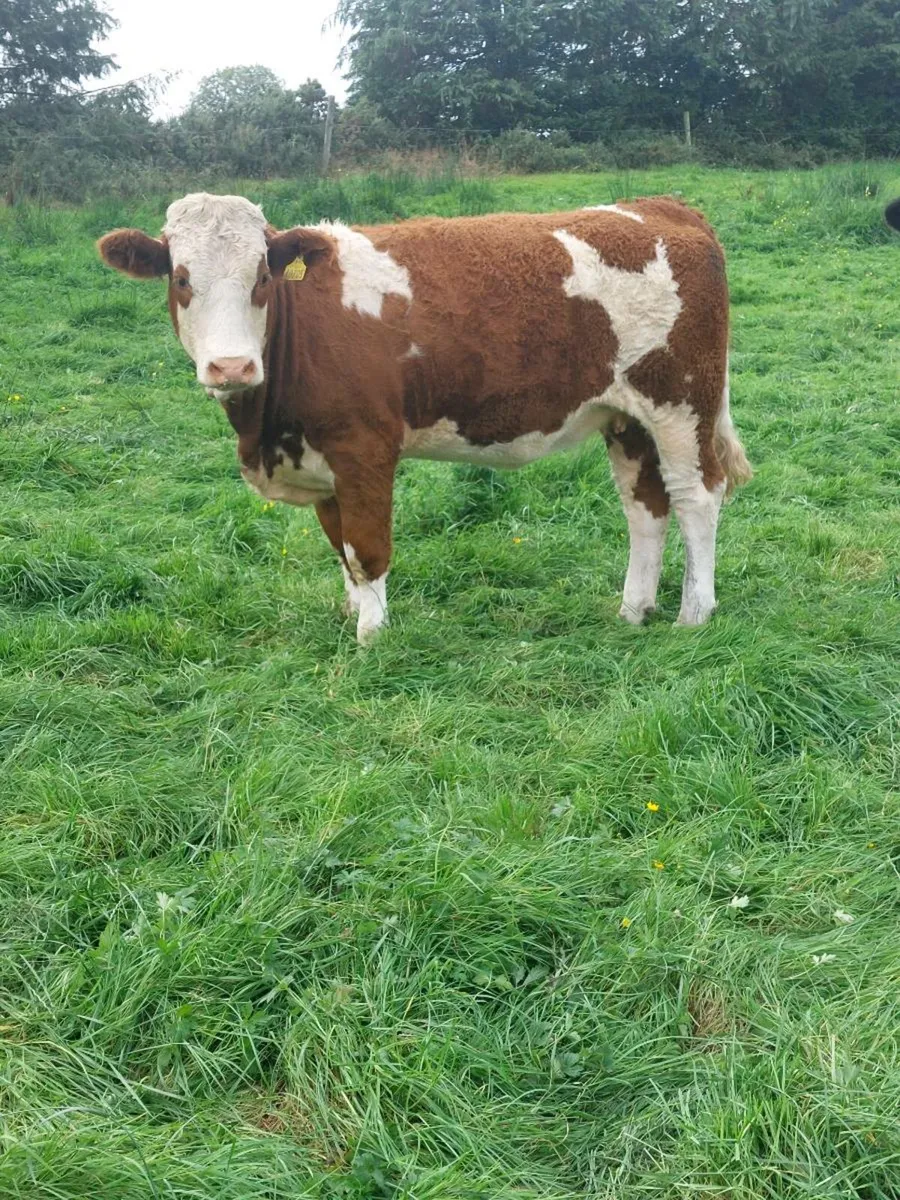 Super Simmental Heifer - Image 1