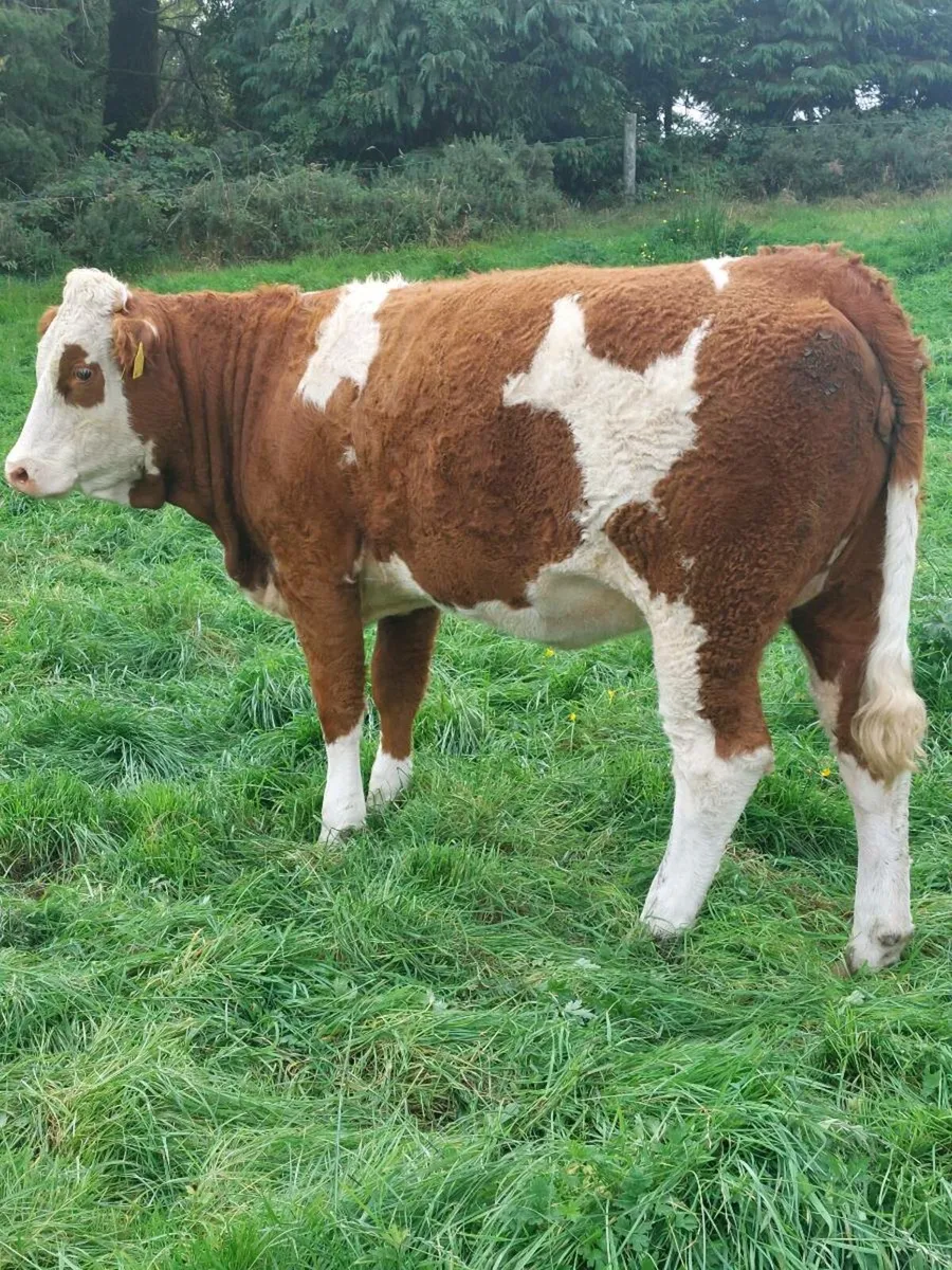 Super Simmental Heifer - Image 2