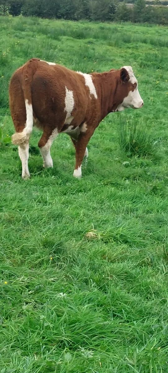 Super Simmental Heifer - Image 3