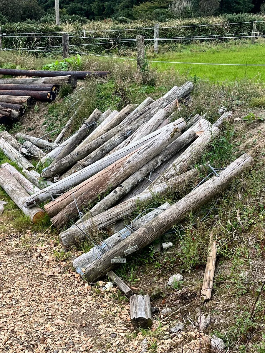 Telegraph Poles - Image 3