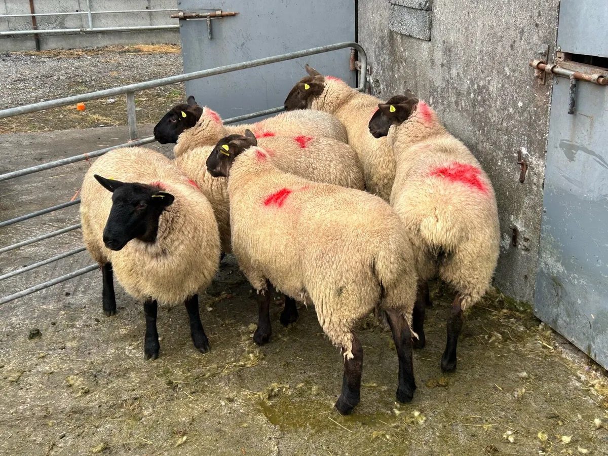 6 Super Ewe Lambs - Image 2