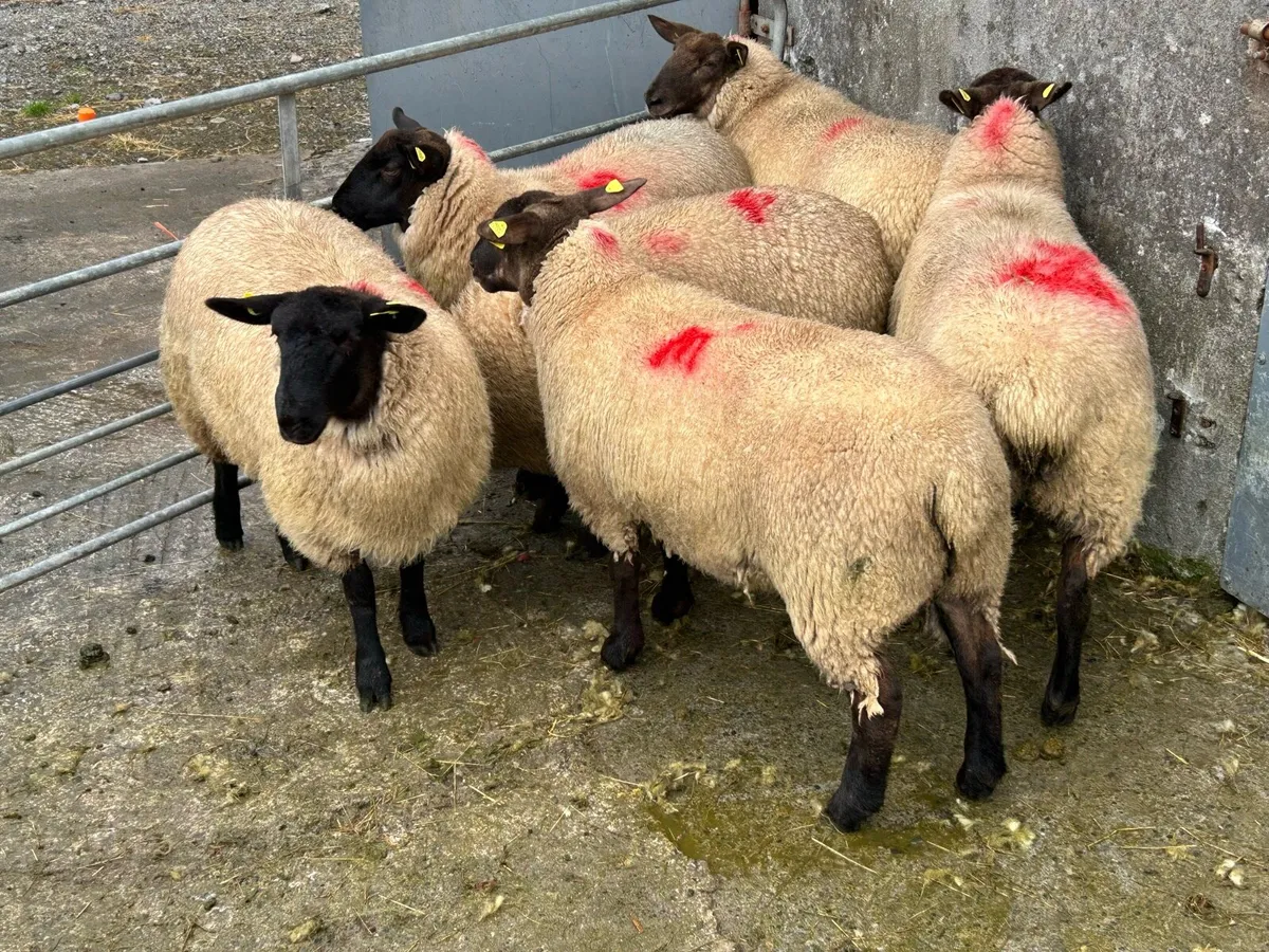 6 Super Ewe Lambs - Image 3