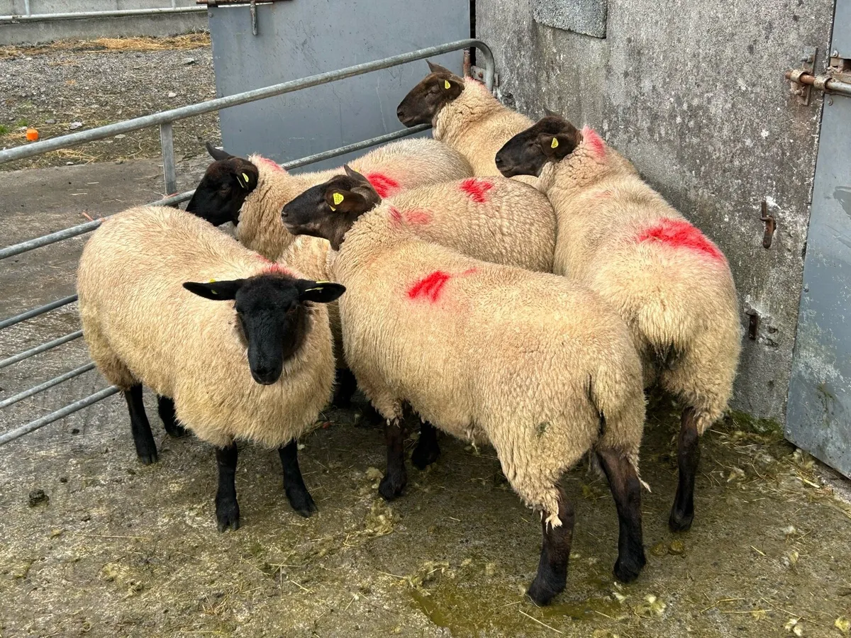 6 Super Ewe Lambs - Image 4