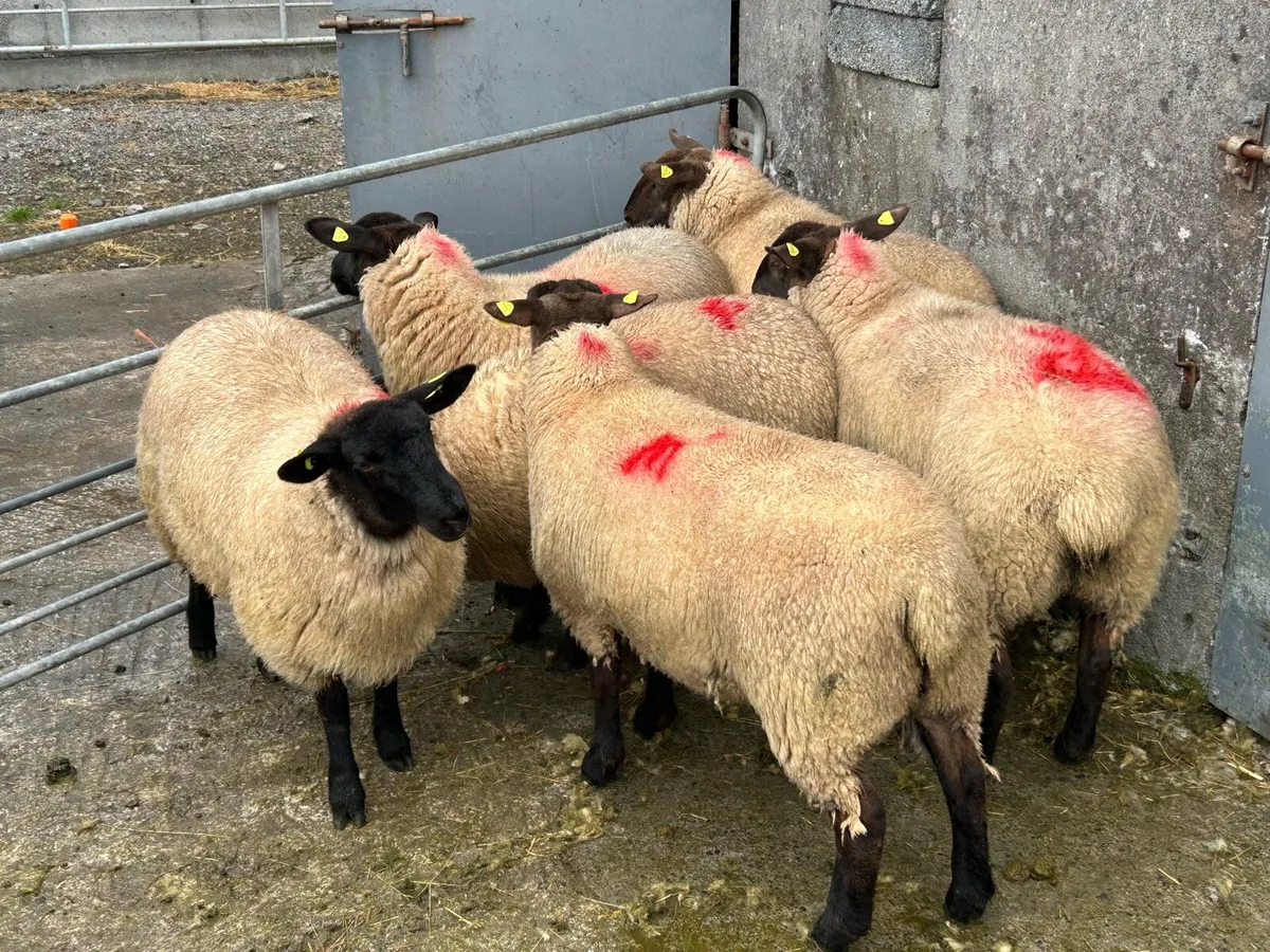 6 Super Ewe Lambs - Image 1