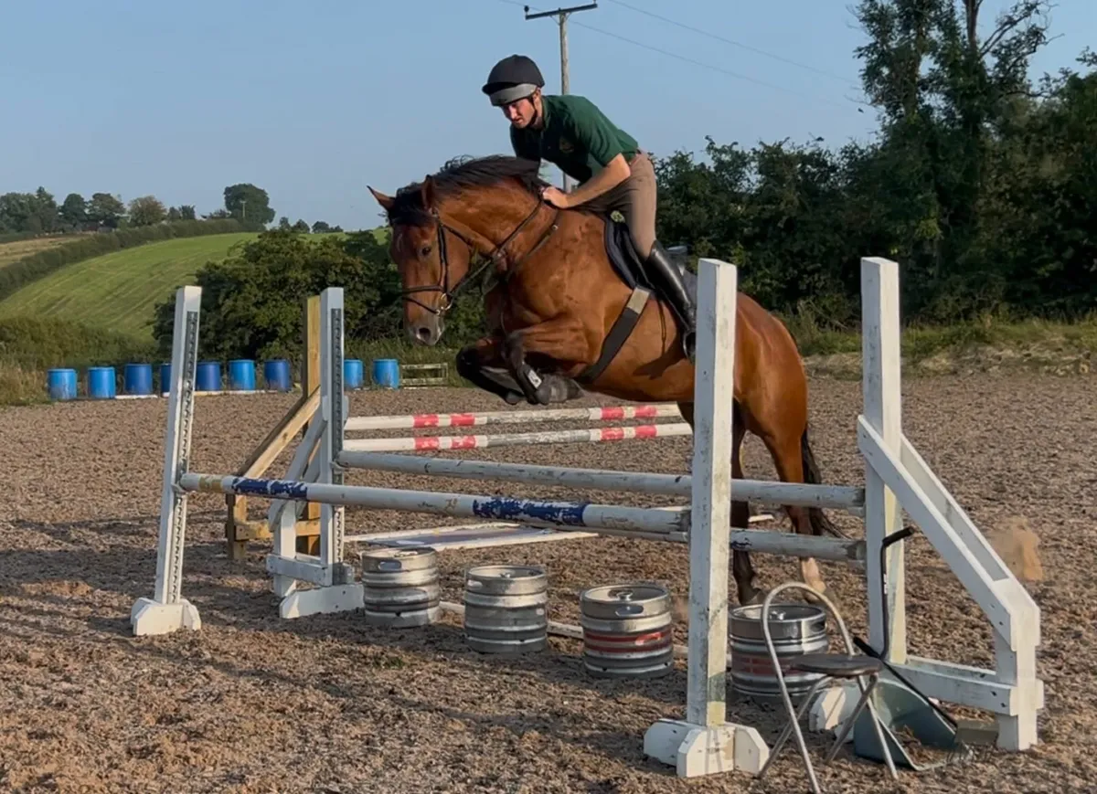 7yo 16.1hh Bay Irish Sport Horse Gelding - Image 1