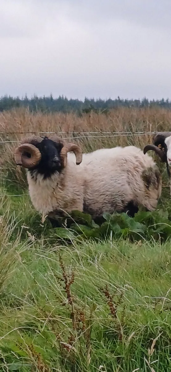 Mountain Ram - Image 2