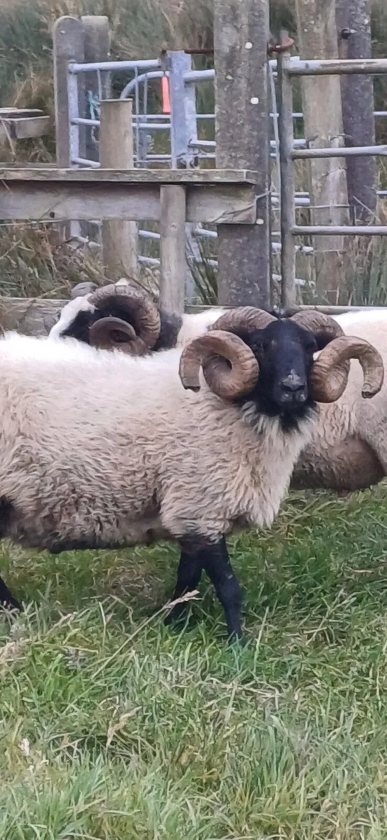 Mountain Ram - Image 1