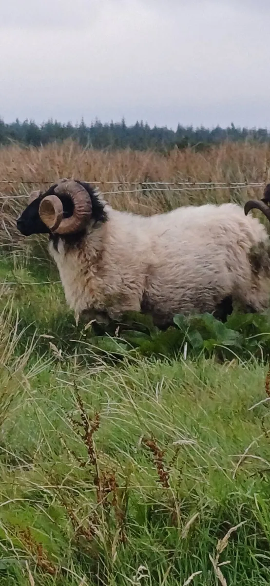 Mountain Ram - Image 3