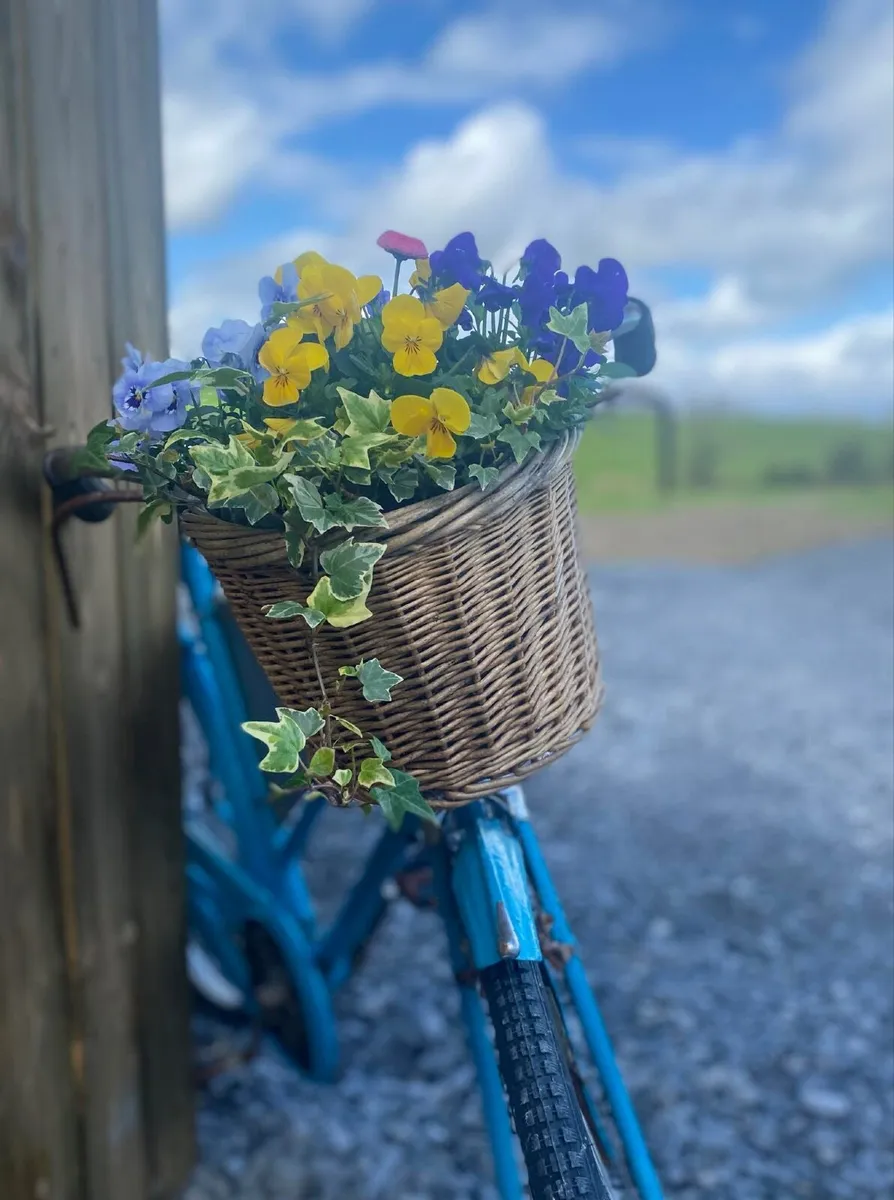 High Nelly bike - Image 1