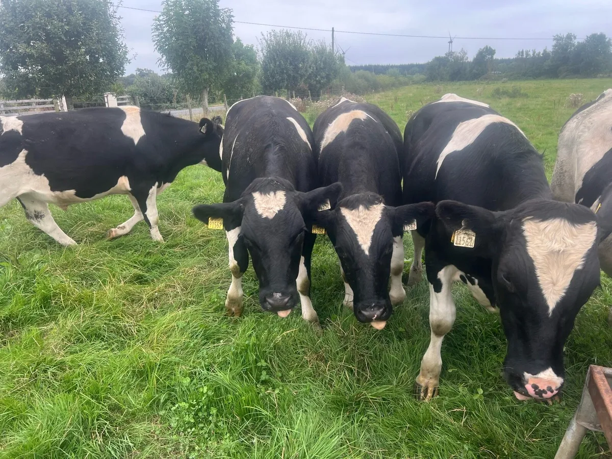 Fresian Bullocks - Image 2