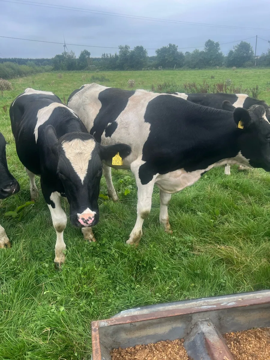 Fresian Bullocks - Image 3