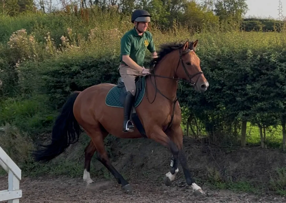7yo 16.1hh Bay Irish Sport Horse Gelding - Image 2
