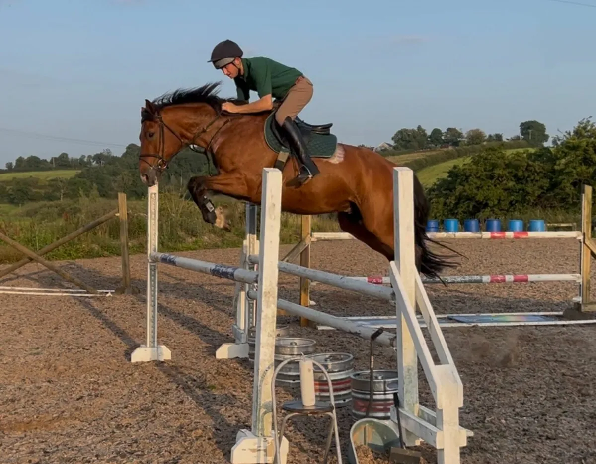 7yo 16.1hh Bay Irish Sport Horse Gelding - Image 3