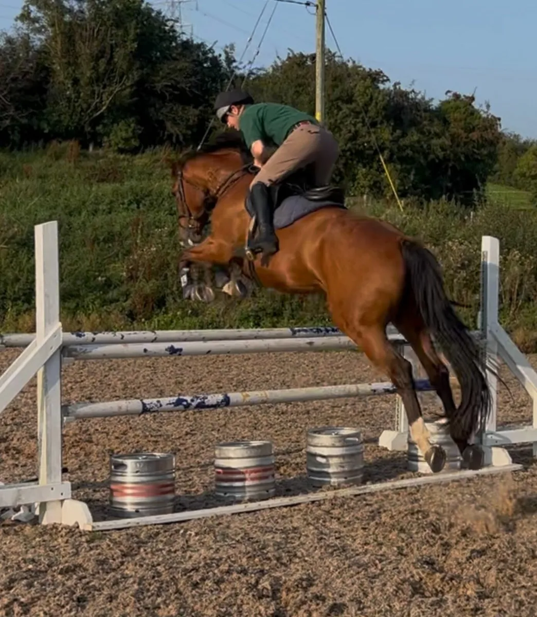 7yo 16.1hh Bay Irish Sport Horse Gelding - Image 4
