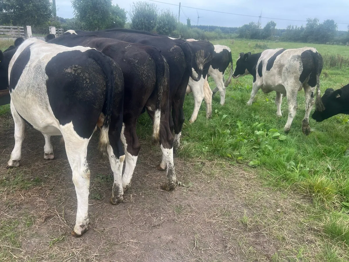 Fresian Bullocks - Image 4