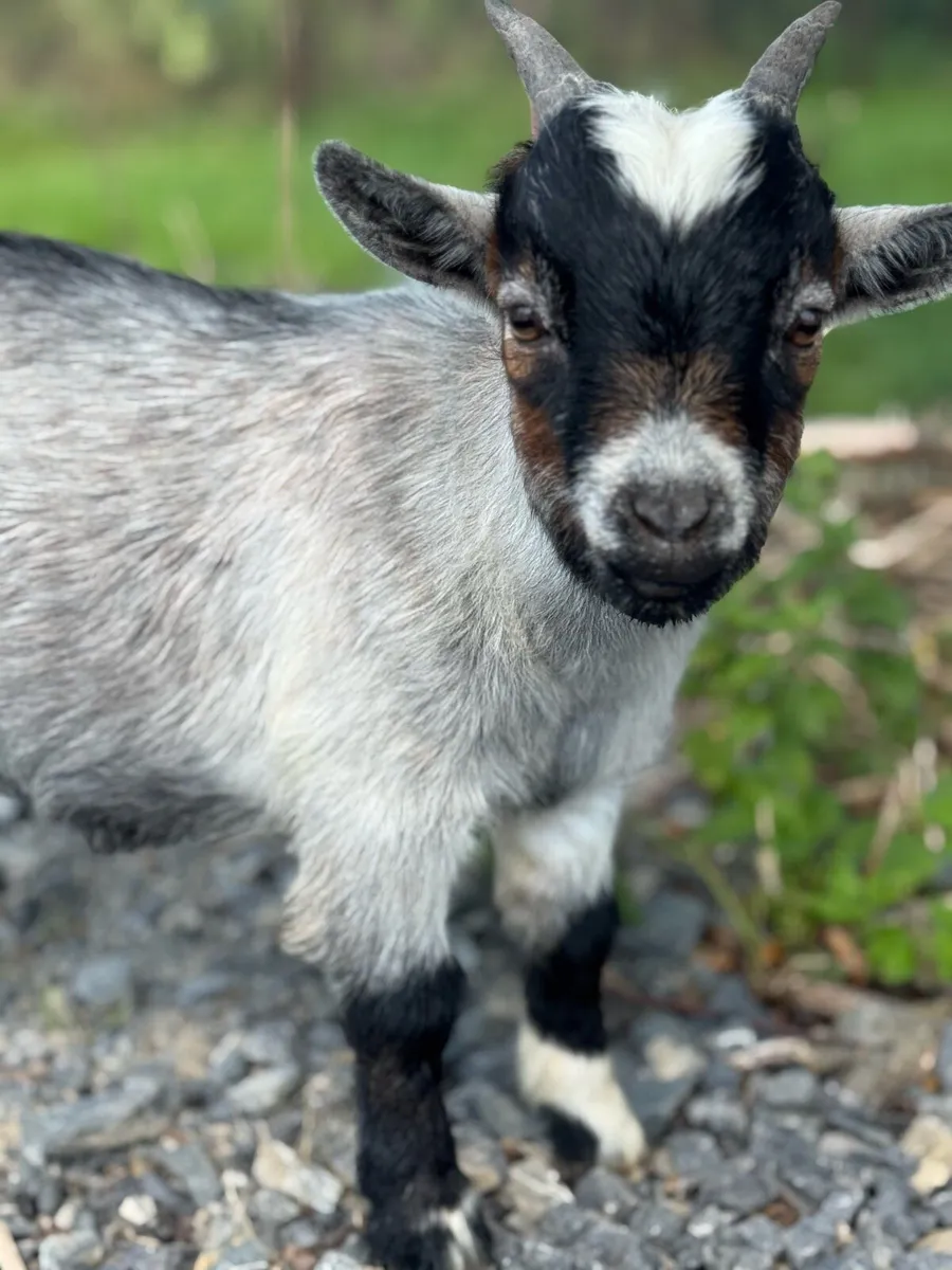 Pygmy goat male buck - Image 2