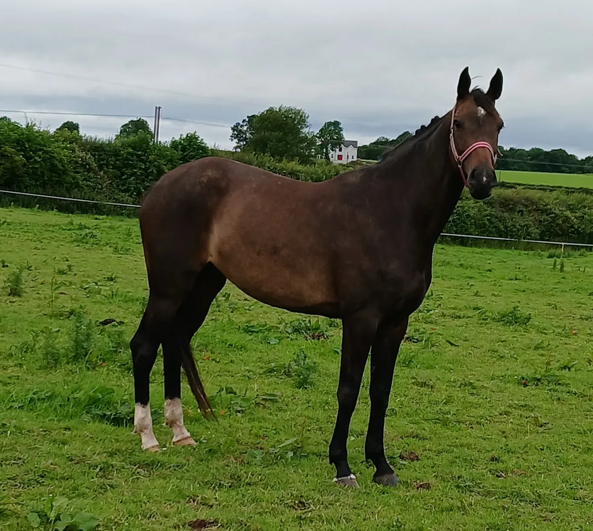Top selection of broodmares available infoal