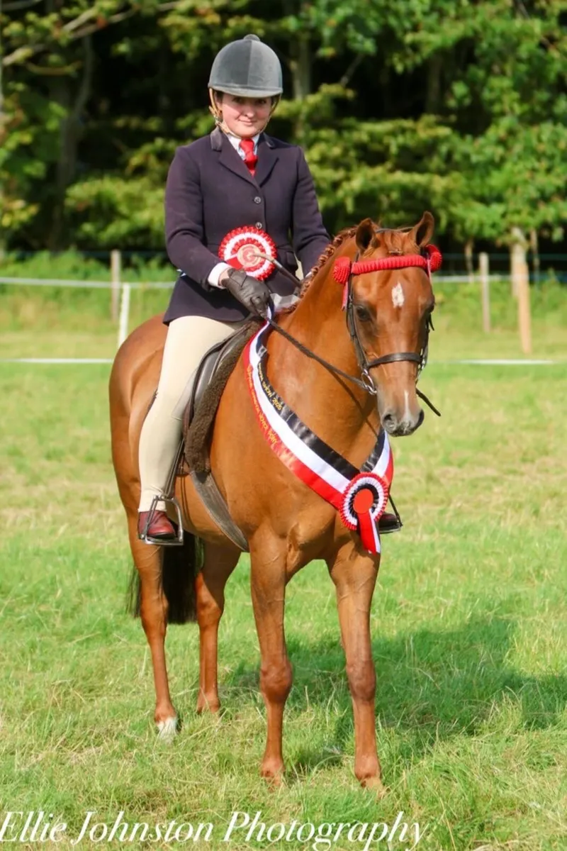 Outstanding show pony/ pony club pony - Image 2