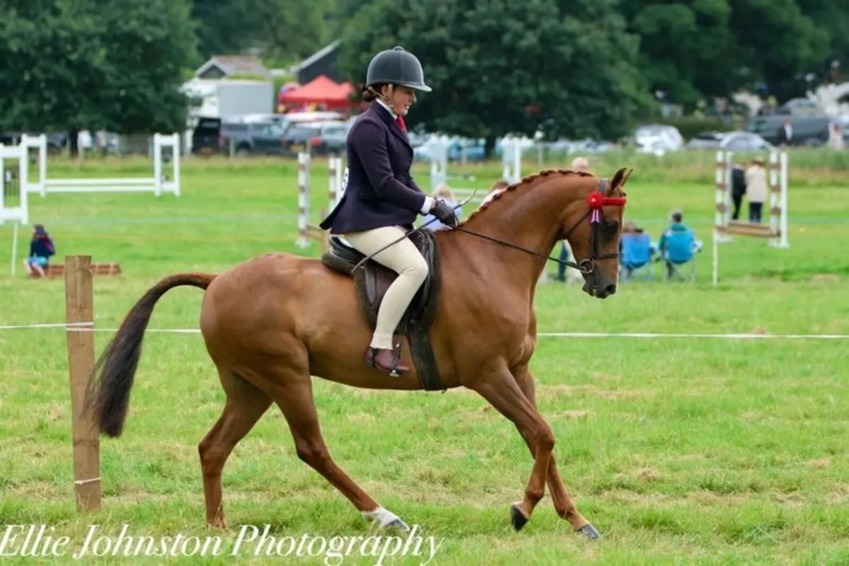 Outstanding show pony/ pony club pony - Image 3