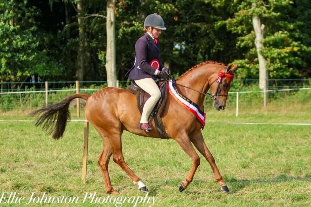 Outstanding show pony/ pony club pony - Image 4