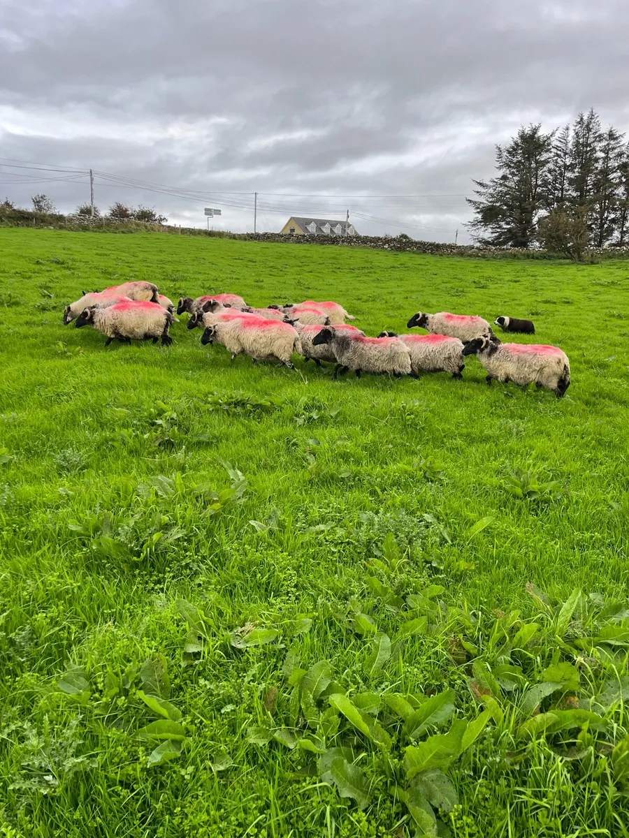 Black Faced Ewes - Image 1
