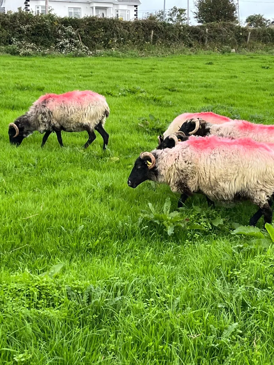 Black Faced Ewes - Image 2