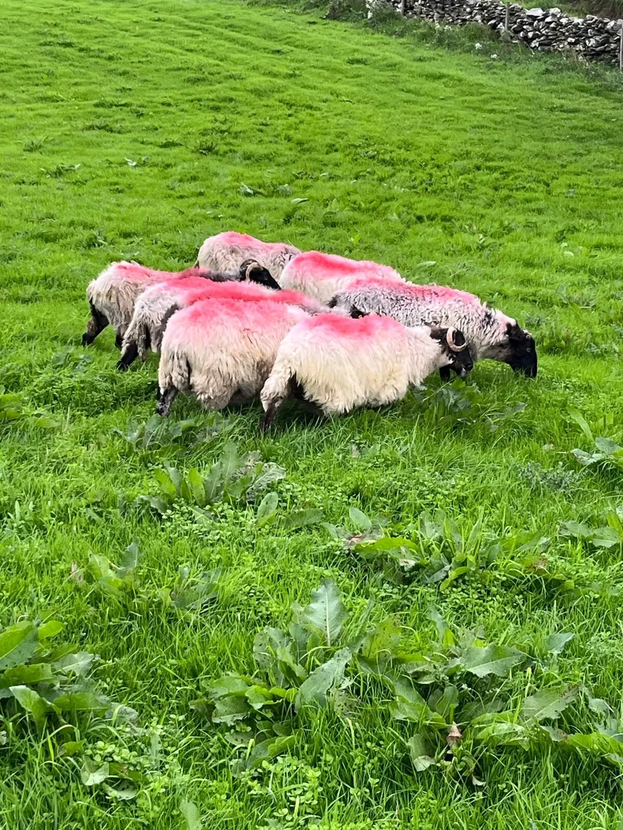Black Faced Ewes - Image 3