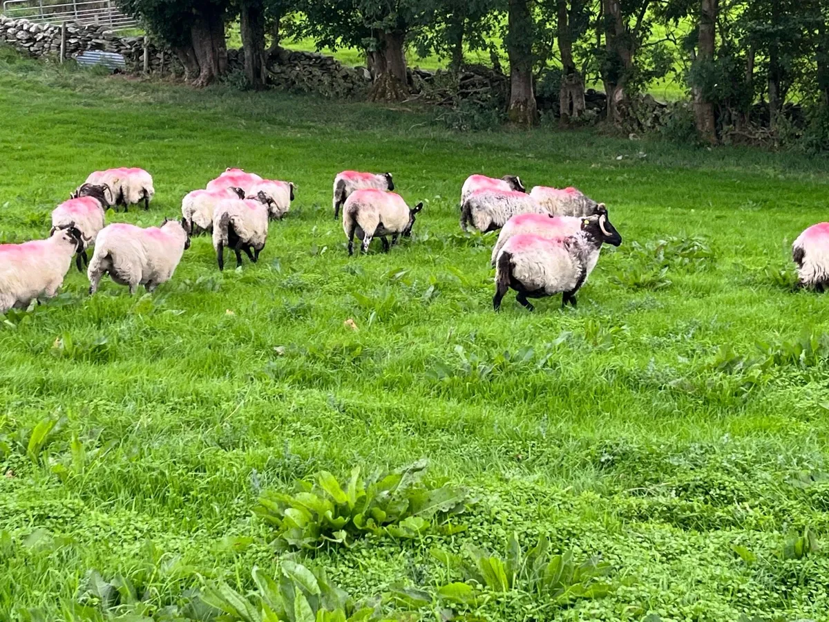 Black Faced Ewes - Image 4