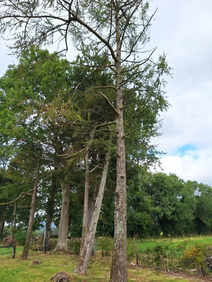 Larch trees - Image 1