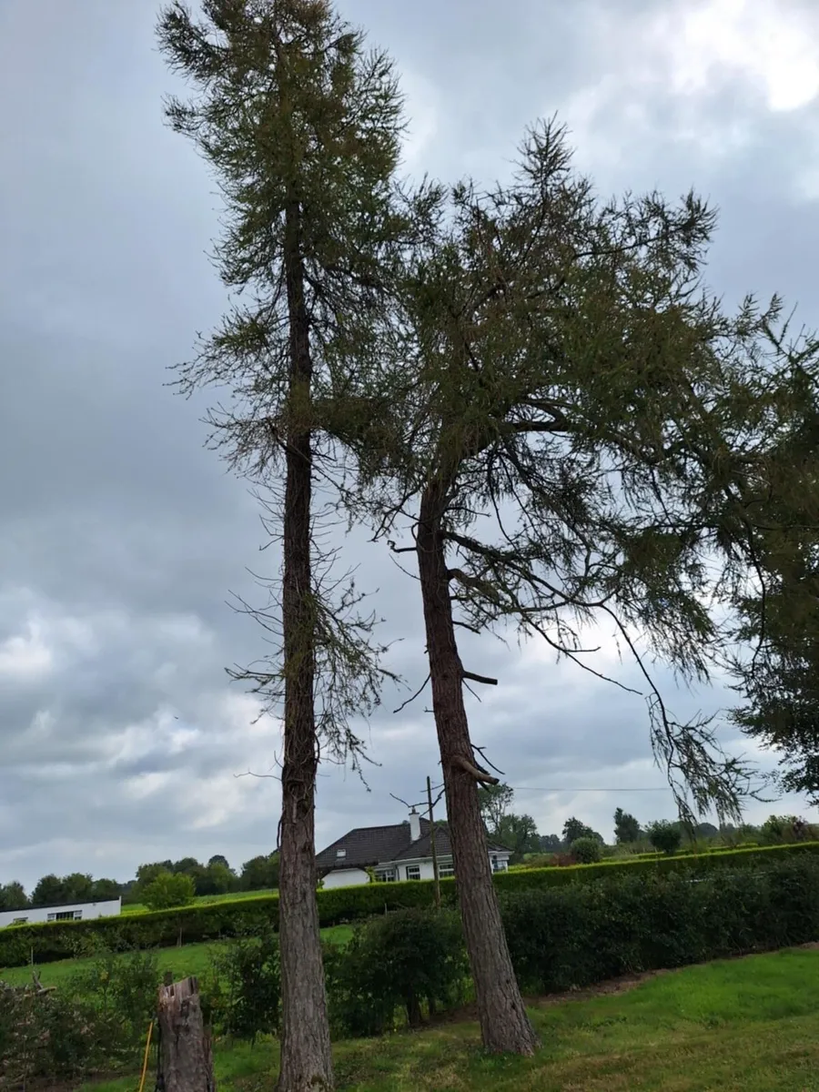 Larch trees - Image 2
