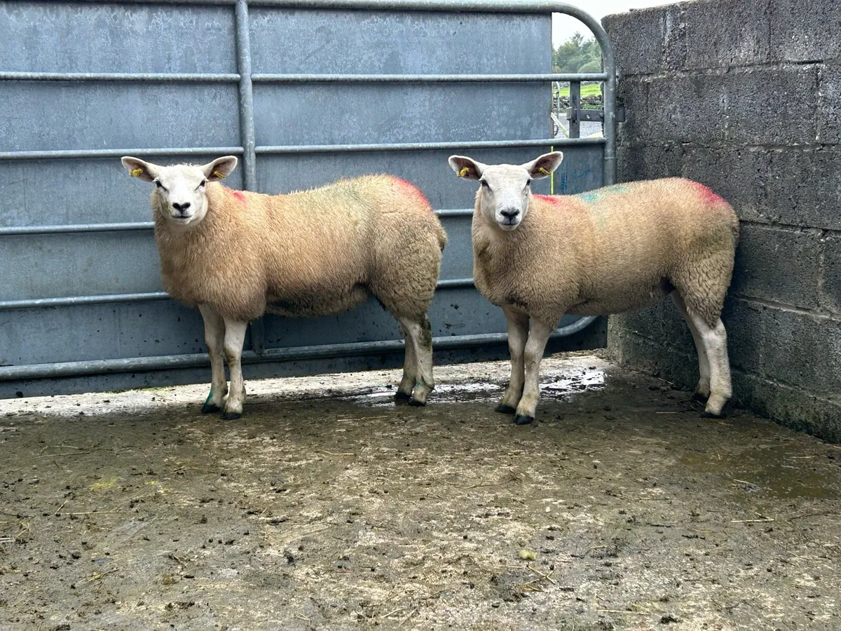 2 Smashing Texel Ewe Lambs - Image 1