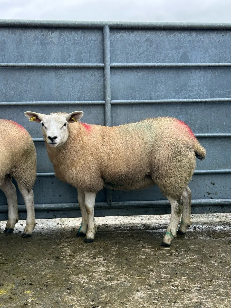 2 Smashing Texel Ewe Lambs - Image 2