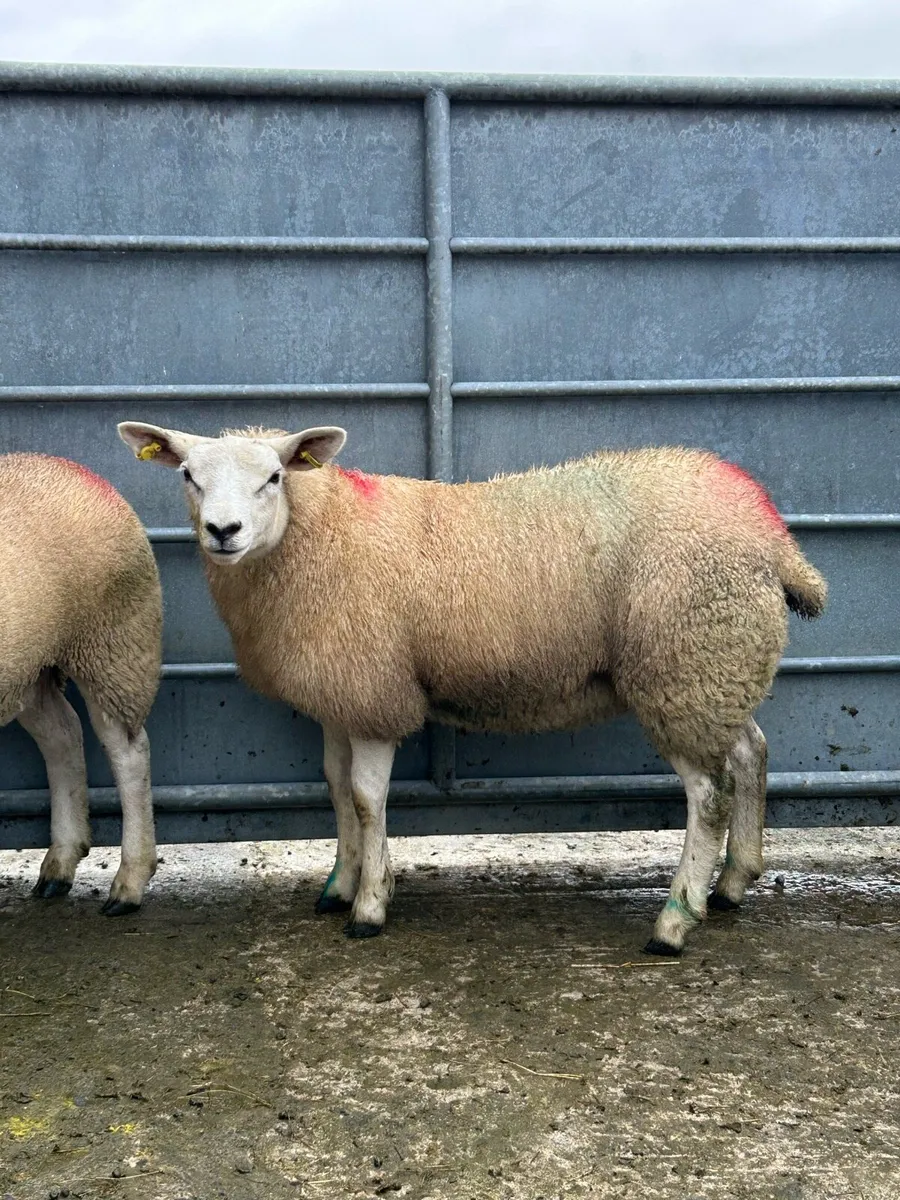 2 Smashing Texel Ewe Lambs - Image 3