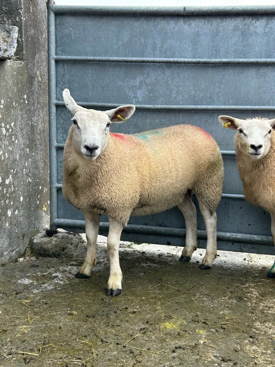 2 Smashing Texel Ewe Lambs - Image 4